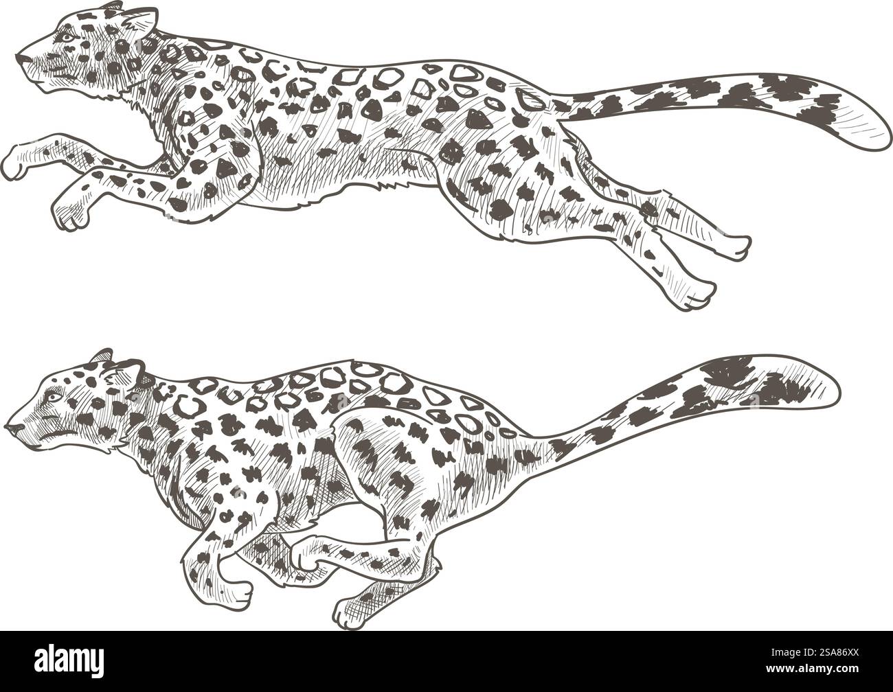 Detailed vintage-style hand-drawn leopards, vector illustration ...