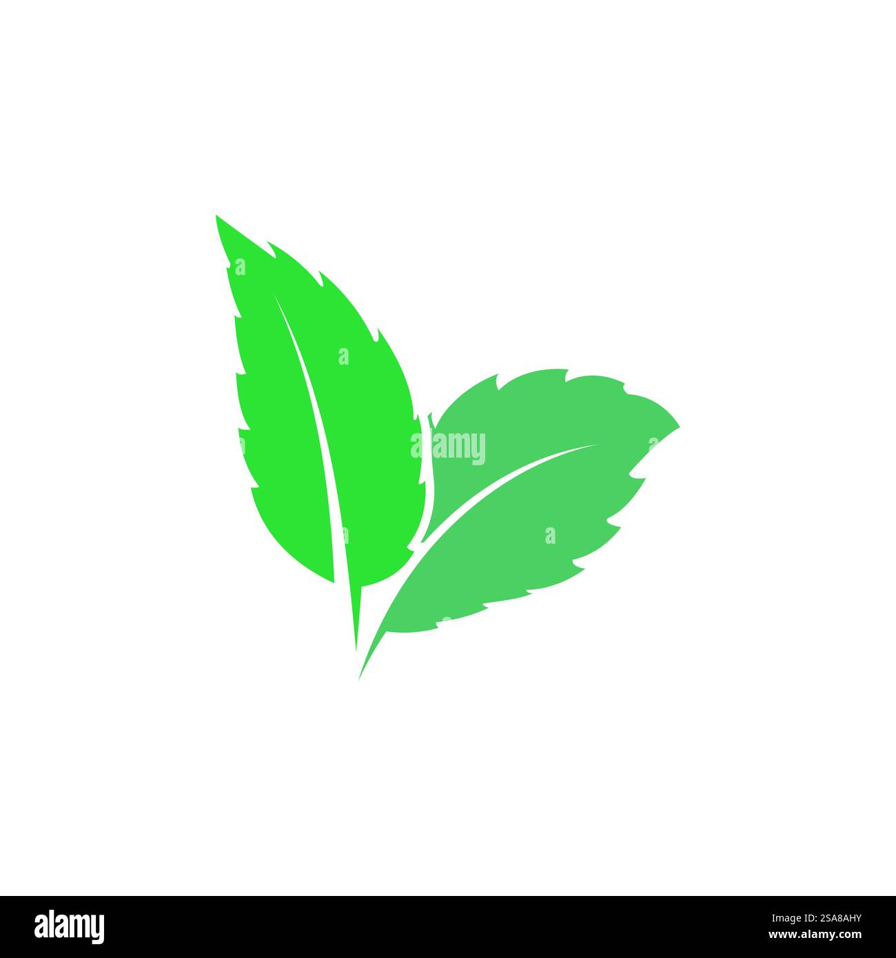 Natural leaf mint logo vector template symbol design Stock Vector Image ...