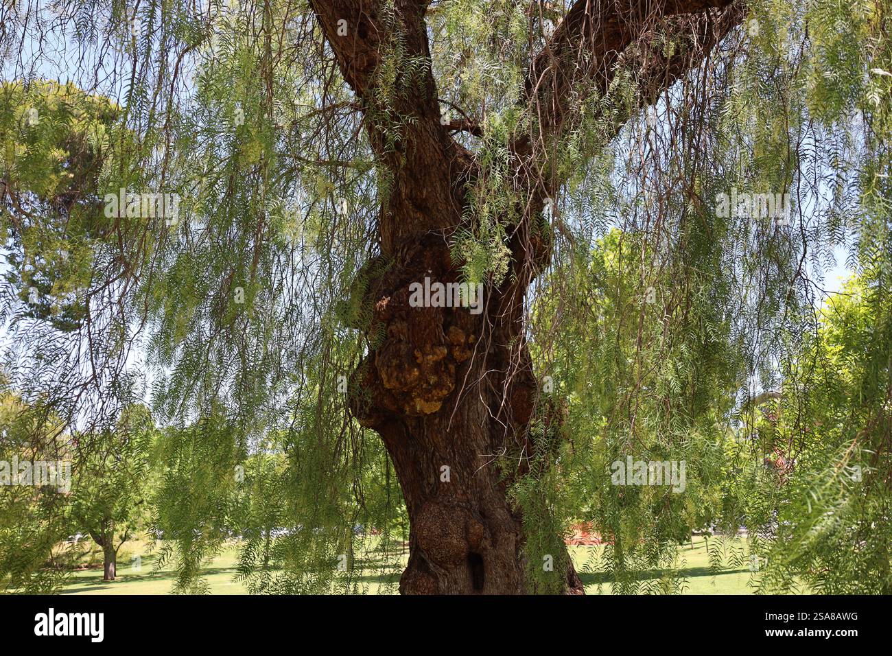 close-up large tree with thick trunk and long, drooping leafy branches Stock Photo