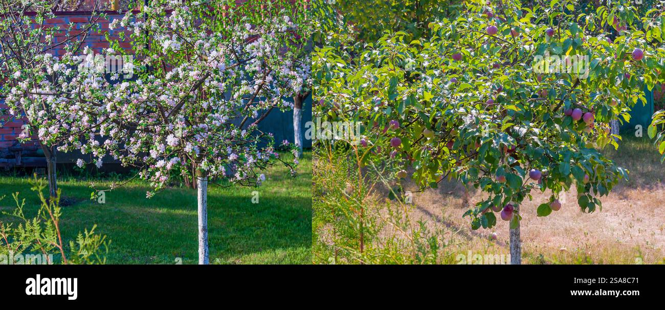Apple and plum trees in a garden, one in bloom and the other with ripe fruit. Stock Photo