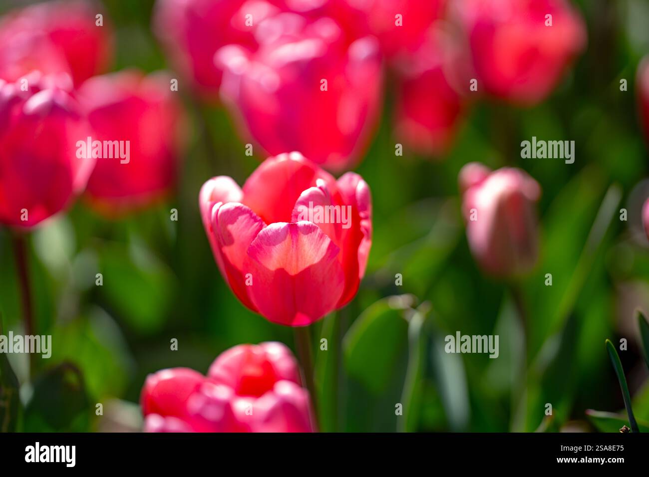 Blossom background. This is a tulip. The Spring flower Stock Photo - Alamy