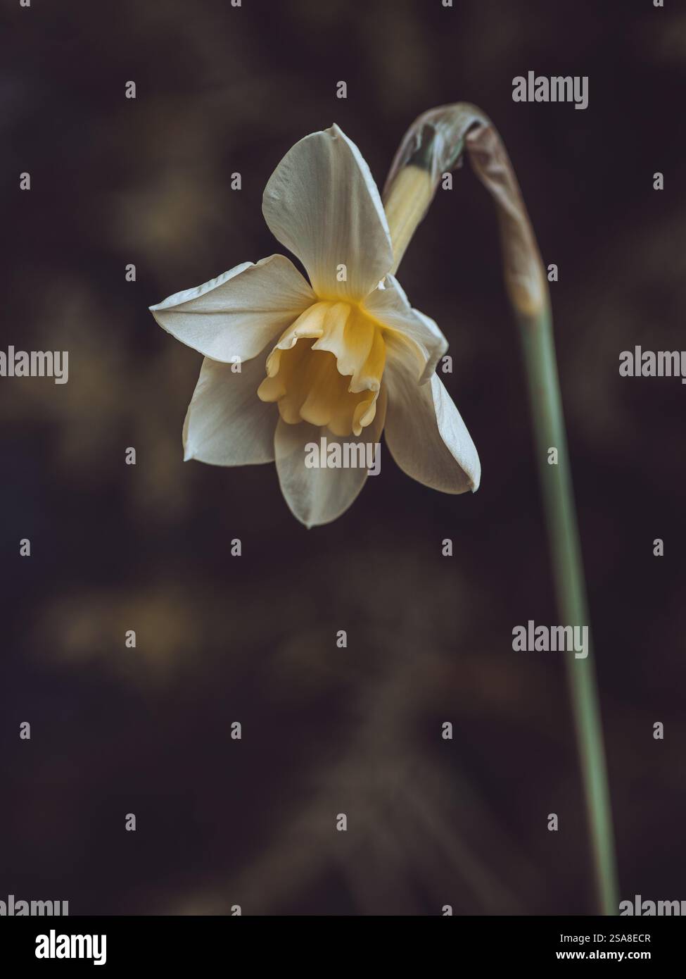 An isolated white Daffodil at springtime Stock Photo