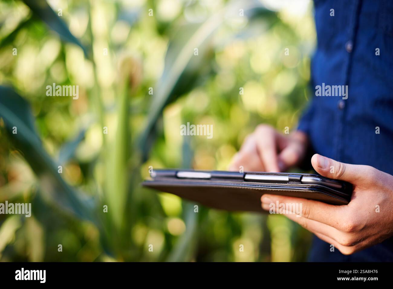 Farming, hands and man in corn field with tablet for research, growth ...