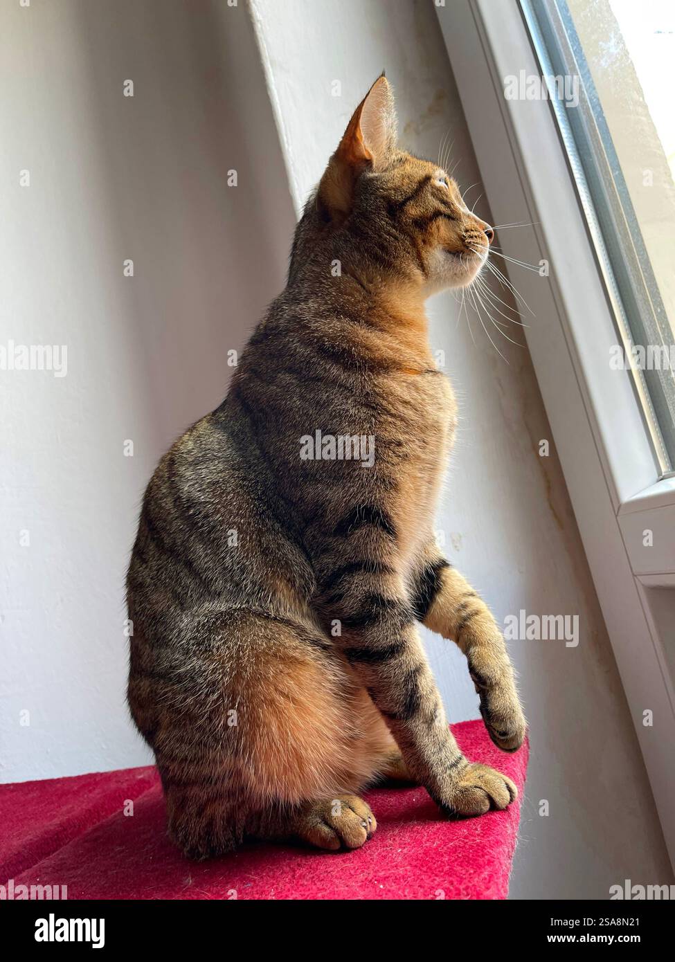 Tabby cat sitting by the window. - Smartphone Captured Stock Image