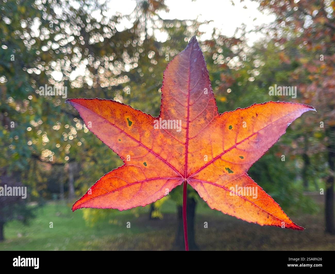 Autumn leaf. - Smartphone Captured Stock Image