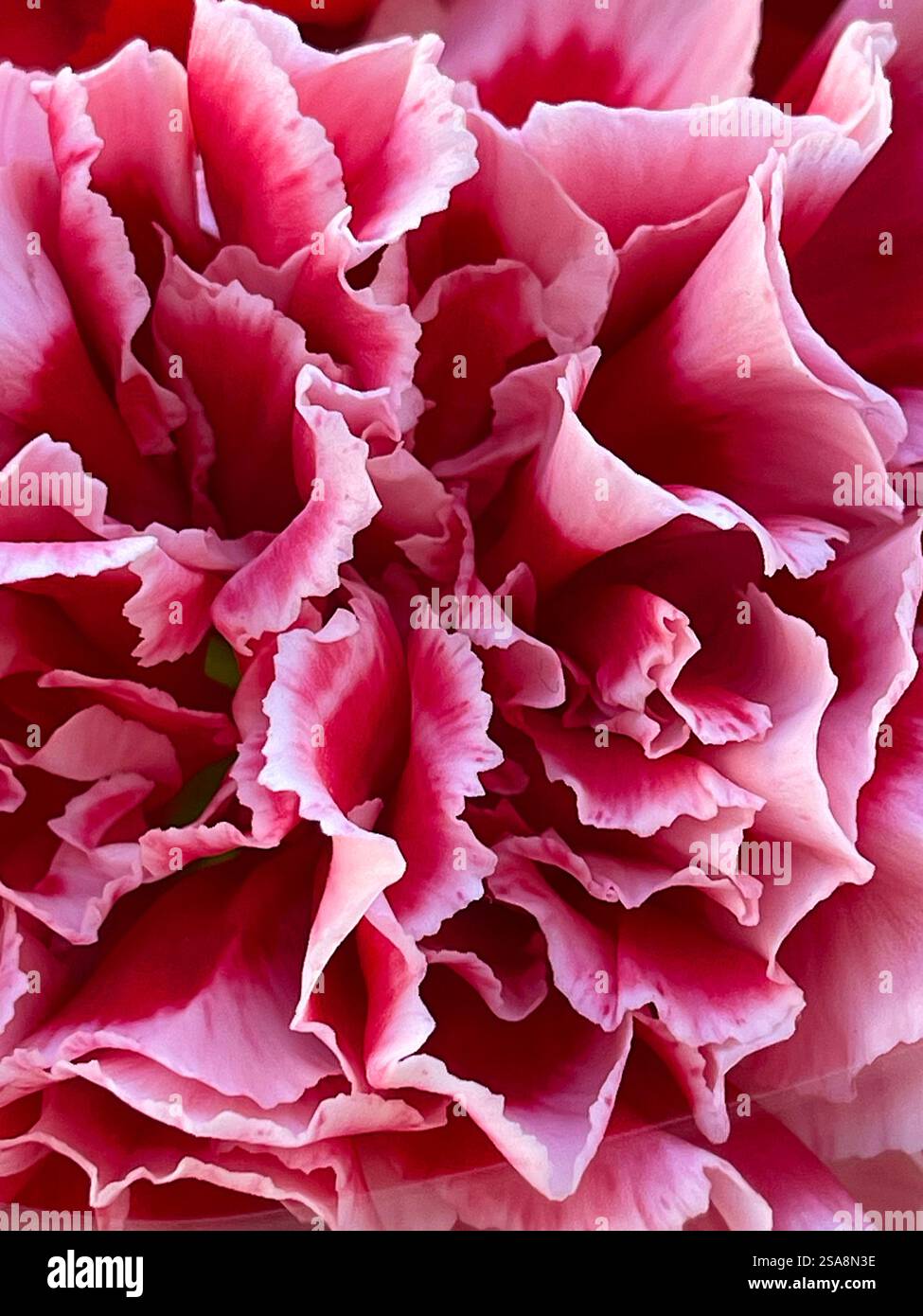 Petals of two-tone carnation. - Smartphone Captured Stock Image