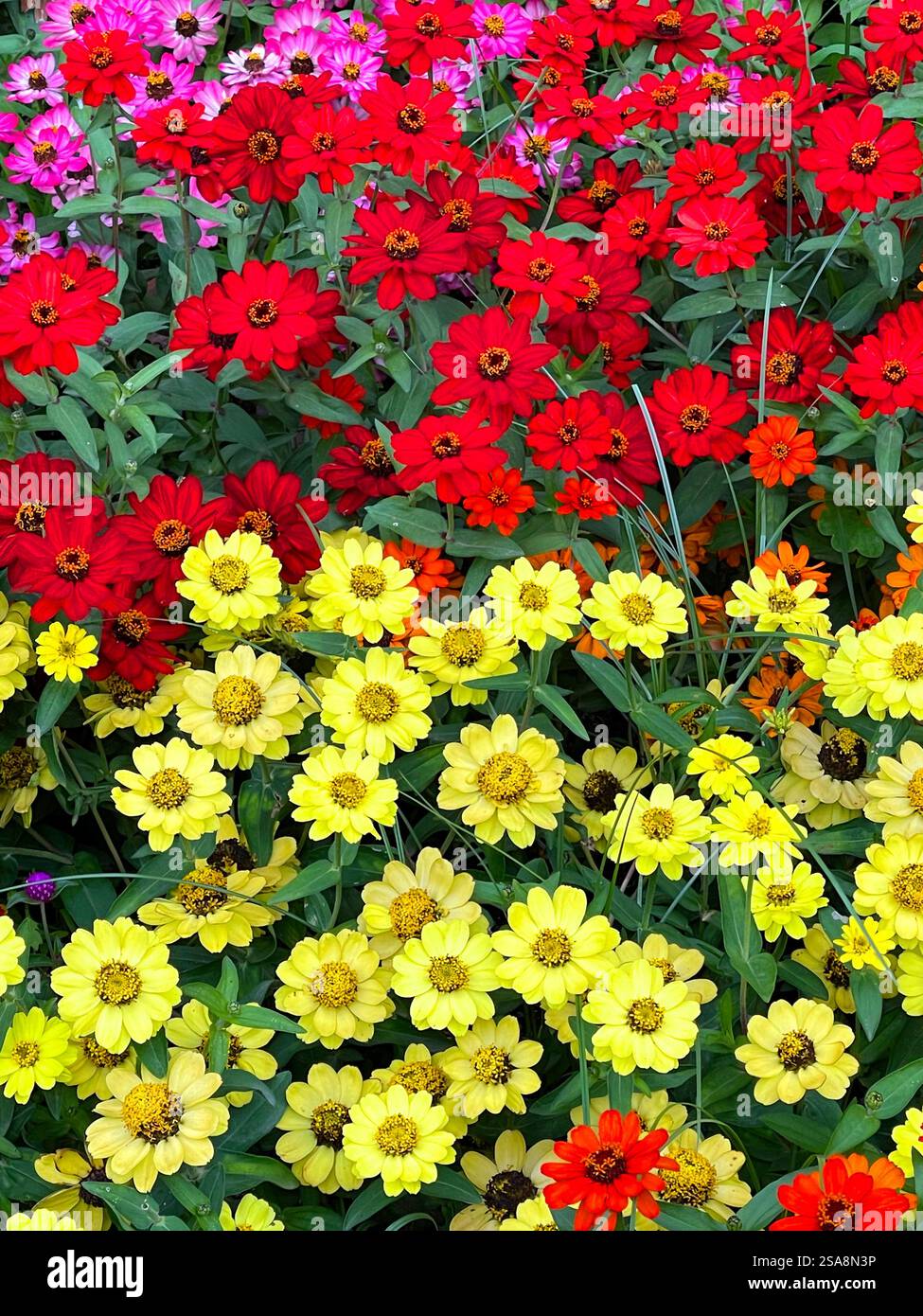 Red and yellow flowers. - Smartphone Captured Stock Image