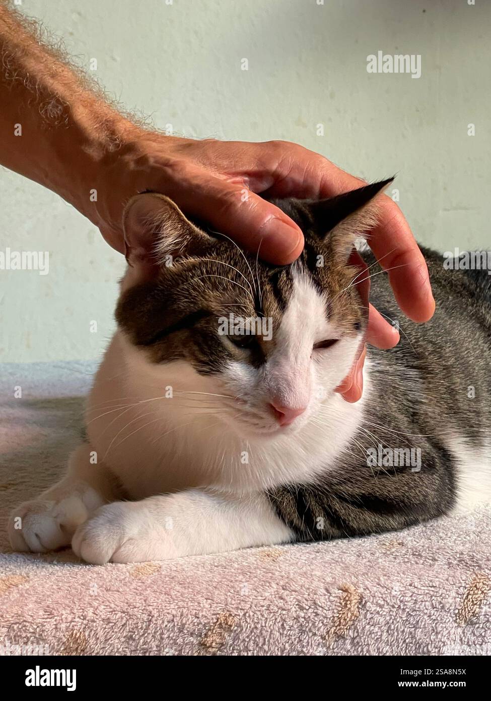 Stroking a tabby and white cat - Smartphone Captured Stock Image