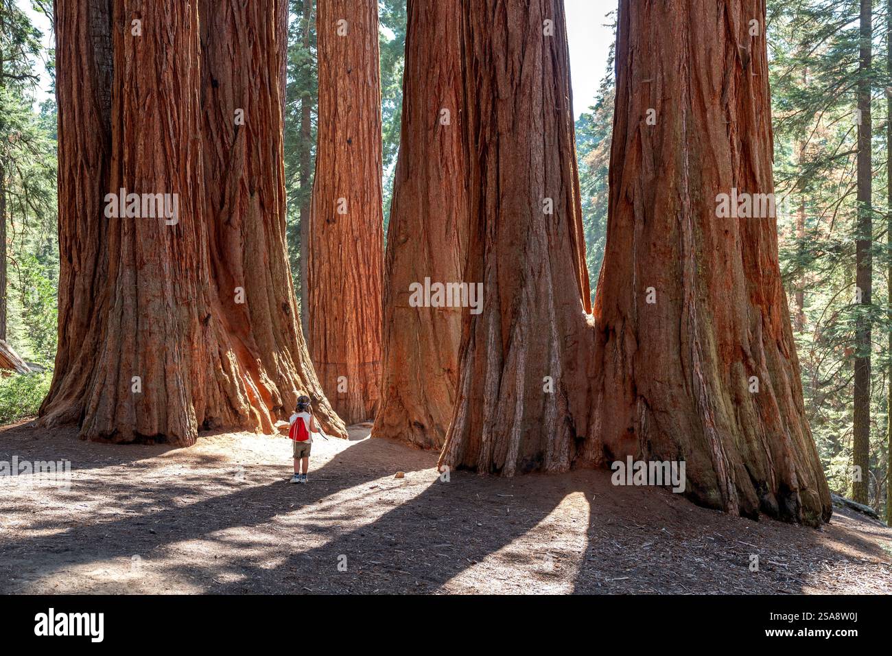 boy walking between giant Sequoia trees Stock Photo - Alamy