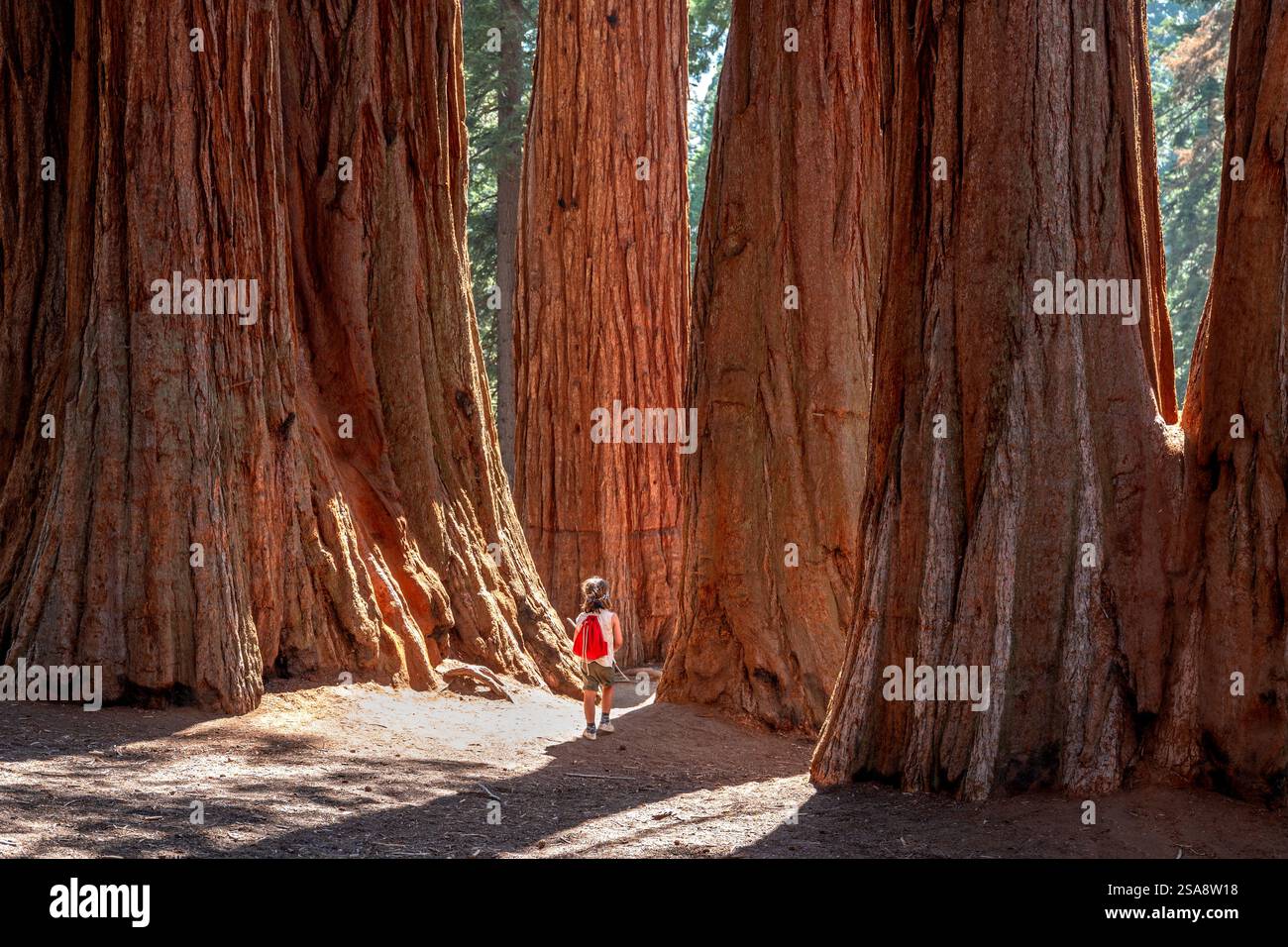 boy walking between giant Sequoia trees Stock Photo - Alamy