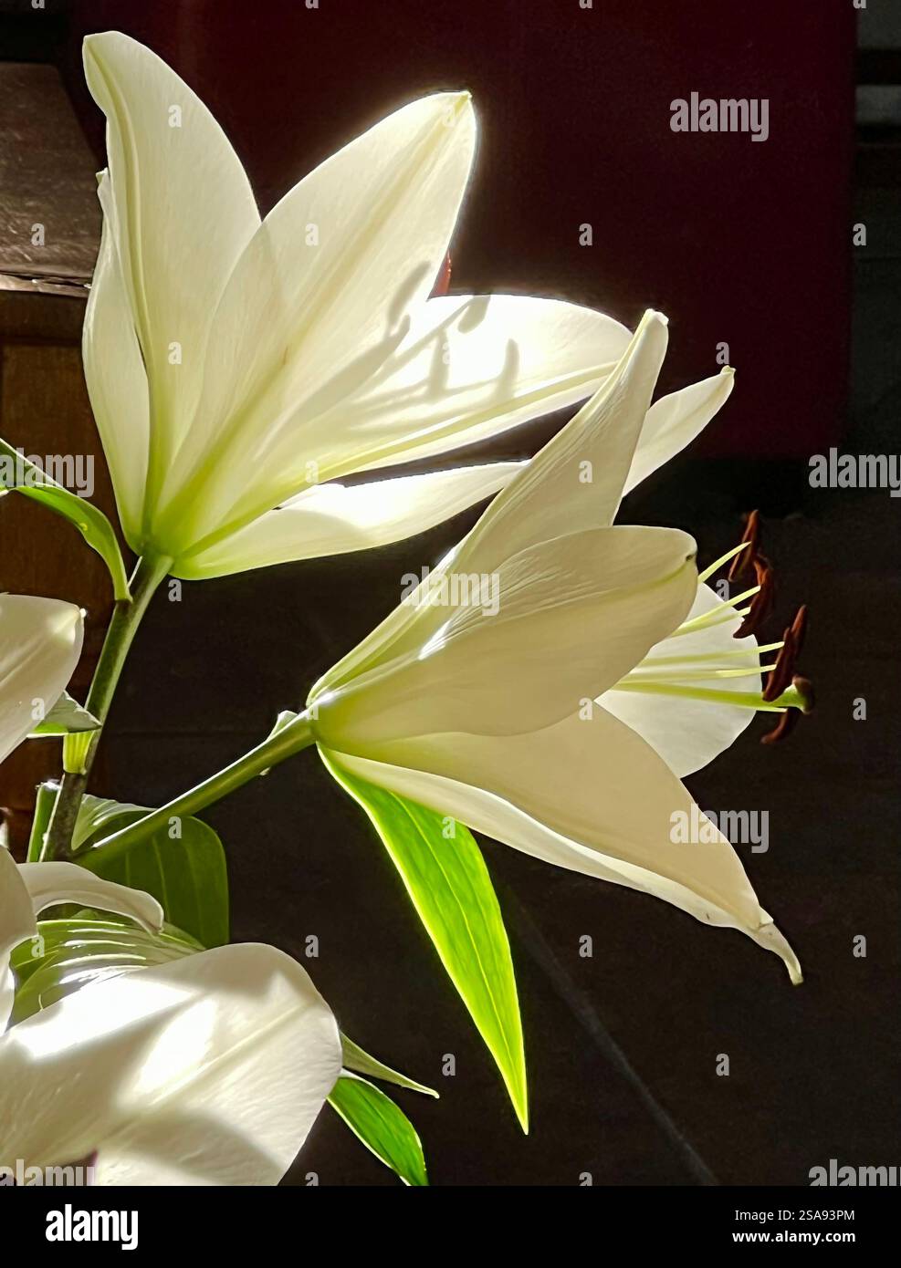 Backlit Lillies in winer sunshine - Smartphone Captured Stock Image