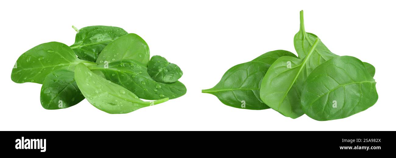 Baby spinach leaves isolated on white background Stock Photo - Alamy
