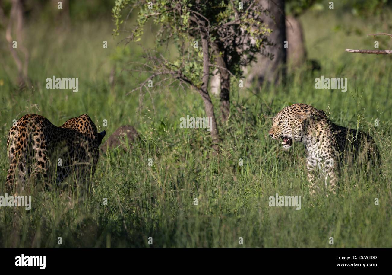 Female leopard snarls at a male who is approaching too close during a ...