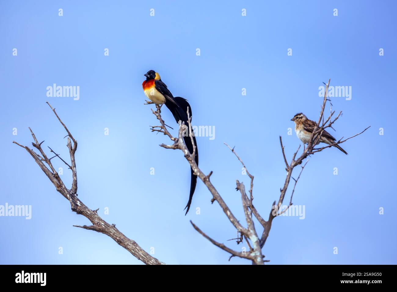 Greater bird of paradise female hi-res stock photography and images - Alamy