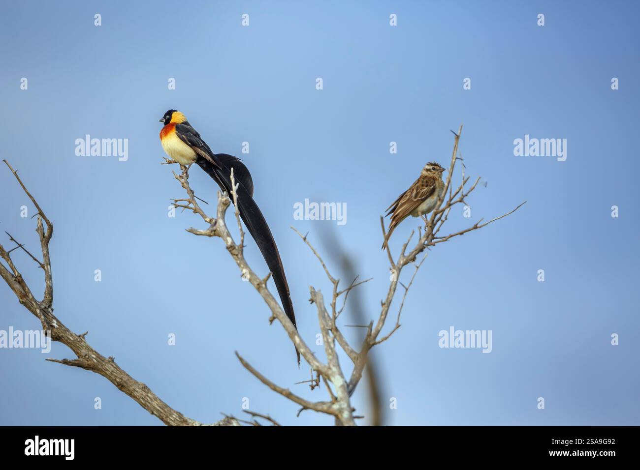 Greater bird of paradise female hi-res stock photography and images - Alamy
