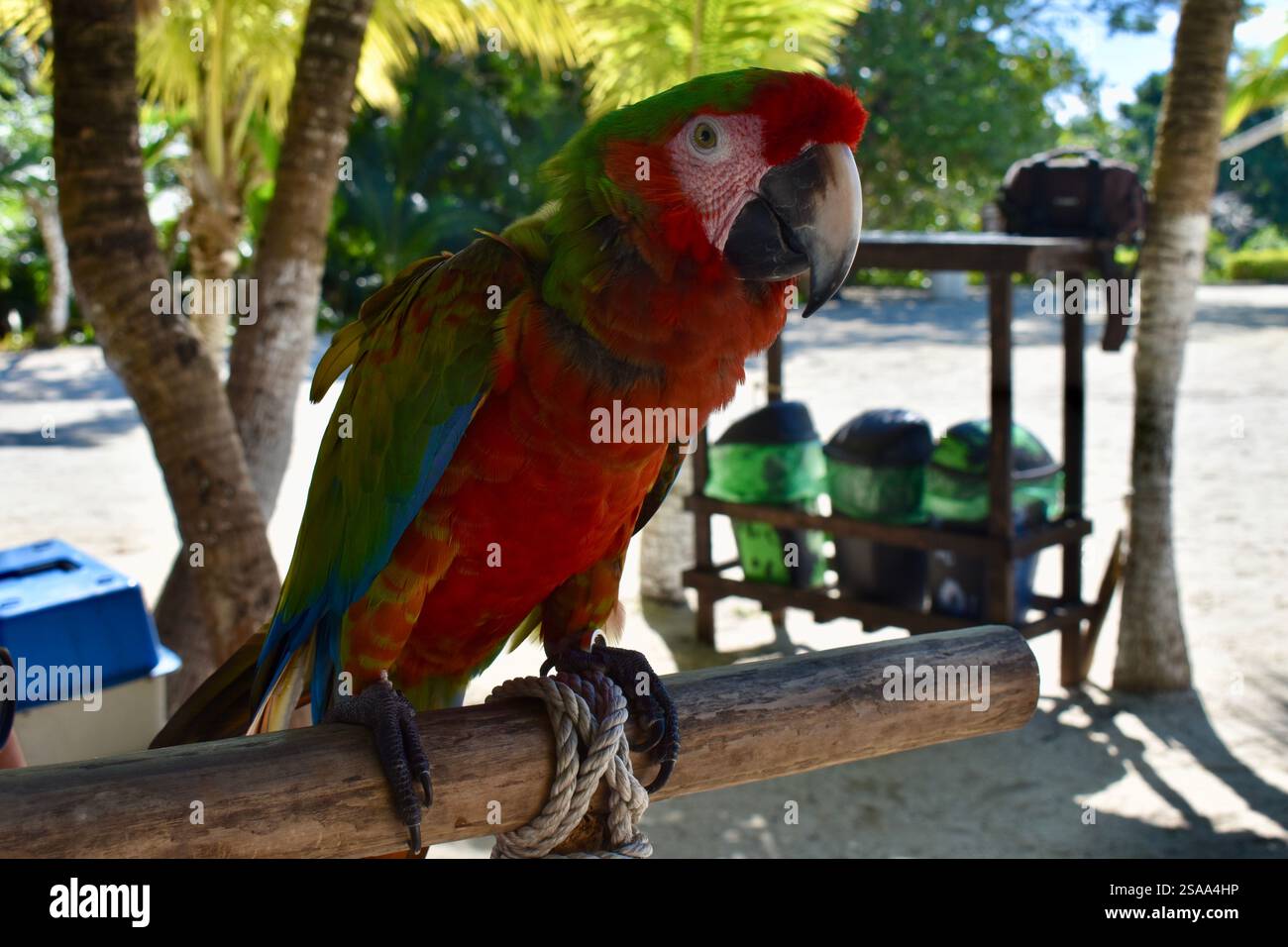 Macaw parrat near Yucatan peninsula in Mexico.The majority of macaws are now endangered in the wild and a few are extinct. So the specie is rare. Stock Photo