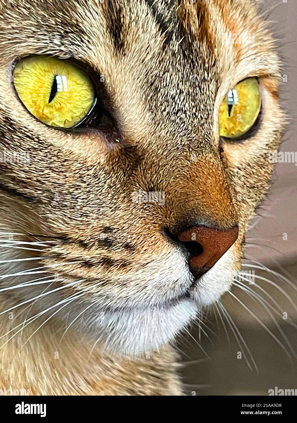 Tabby cat. Close view. - Smartphone Captured Stock Image