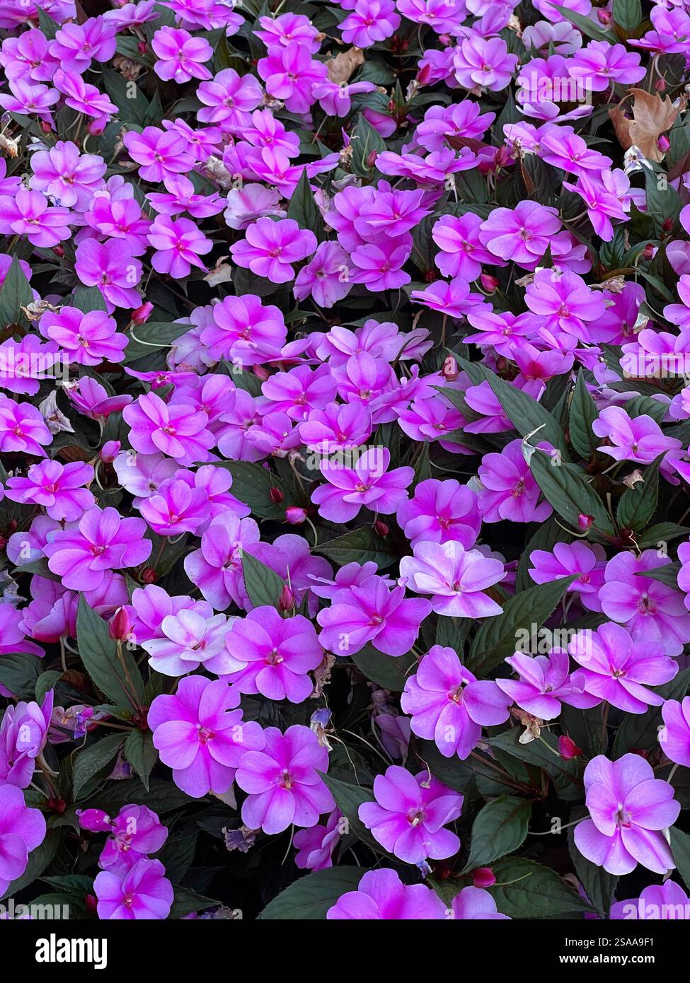 Mauve flowers. - Smartphone Captured Stock Image