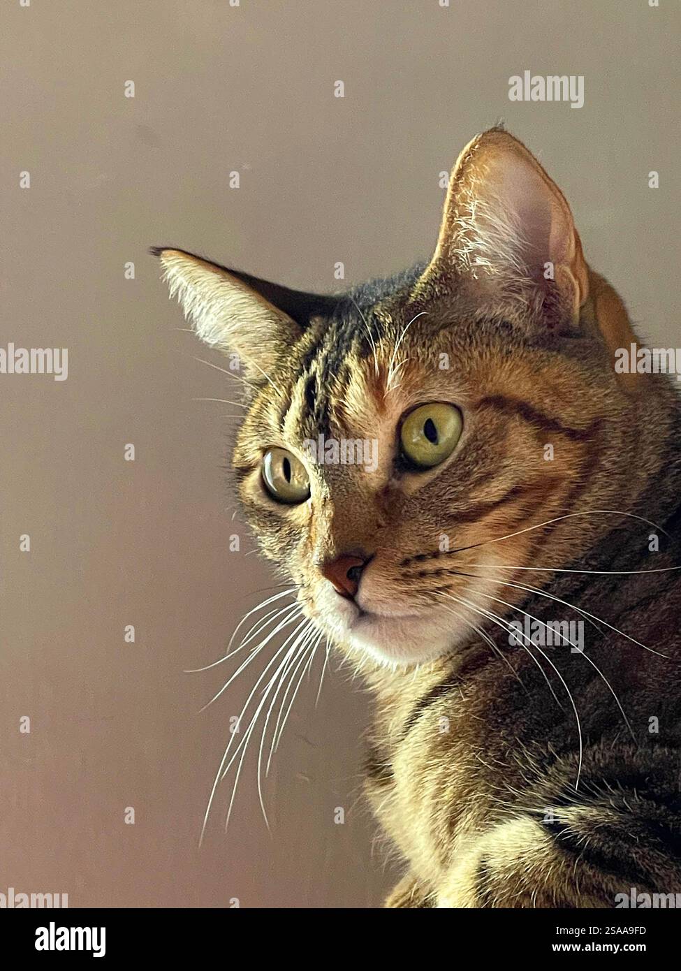 Tabby cat. Close view. - Smartphone Captured Stock Image