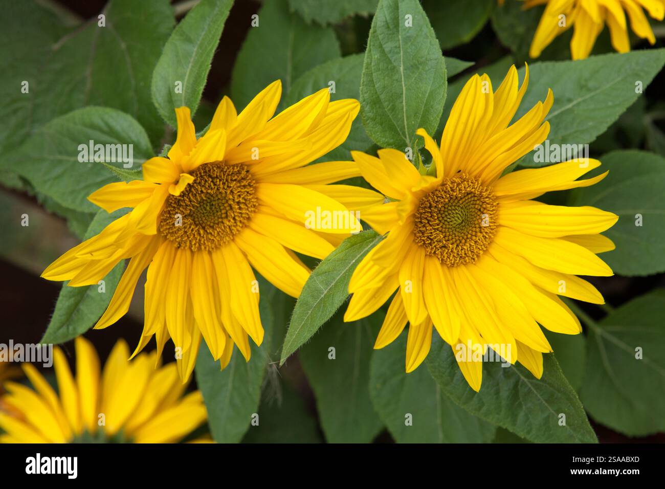 Cheerful sunflowers hi-res stock photography and images - Alamy