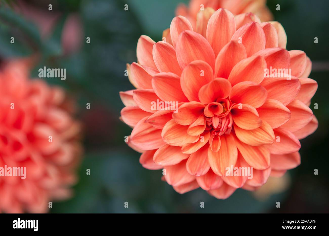 Pale dahlia garden border hi-res stock photography and images - Alamy