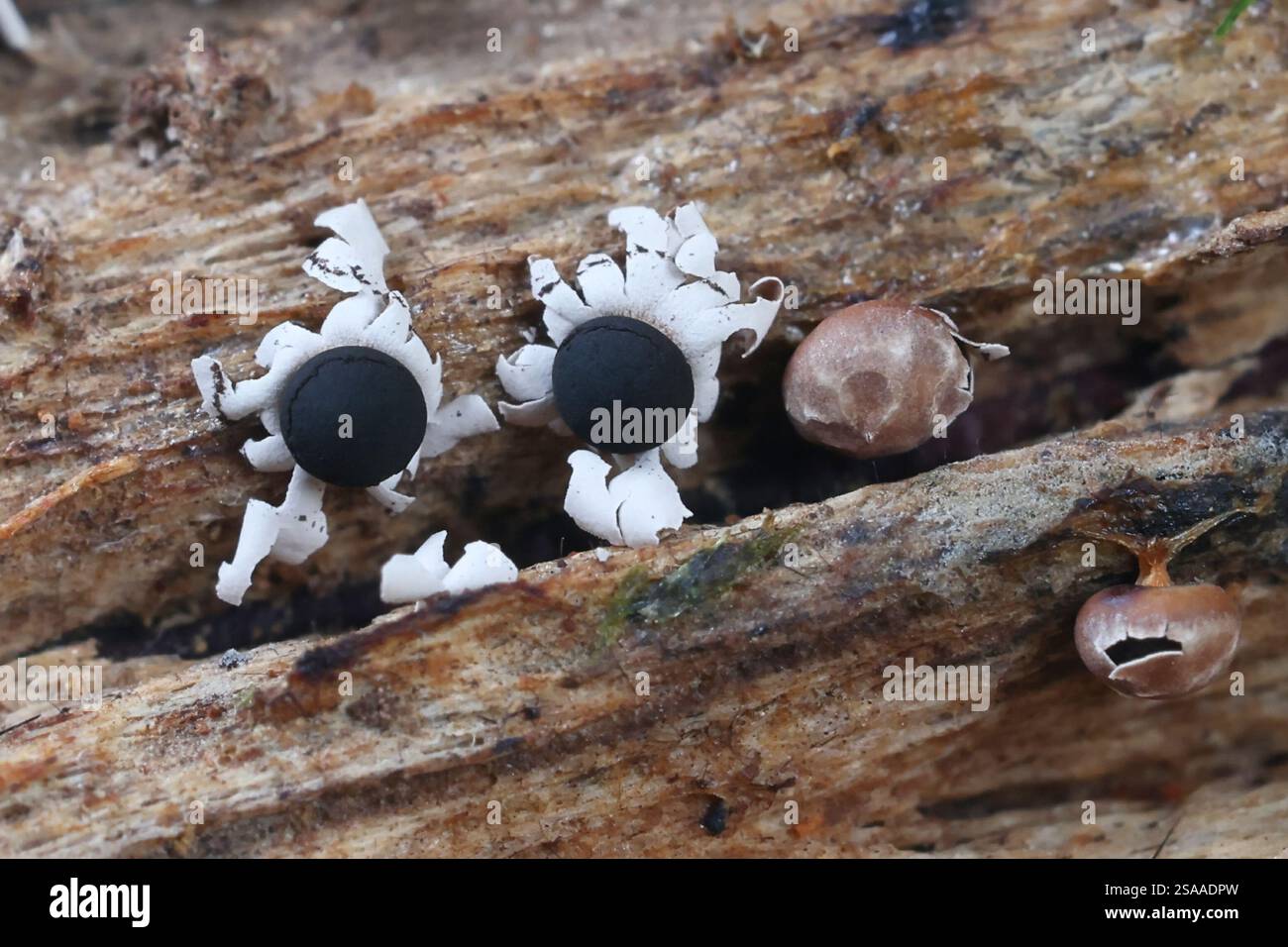 Diderma Sadesilonen hi-res stock photography and images - Alamy