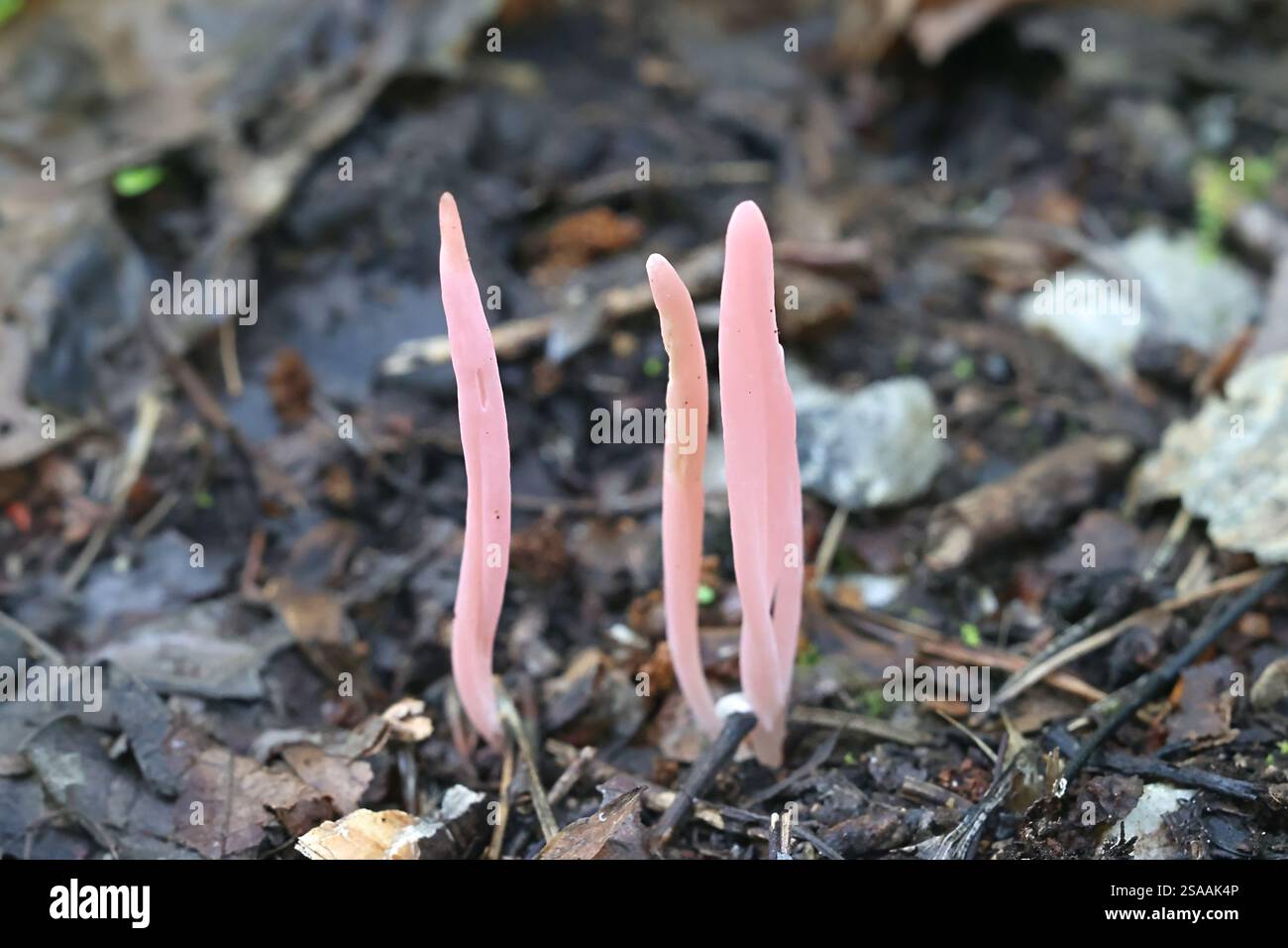 Clavaria rosea, known as Rose Spindles, wild fungus from Finland Stock Photo