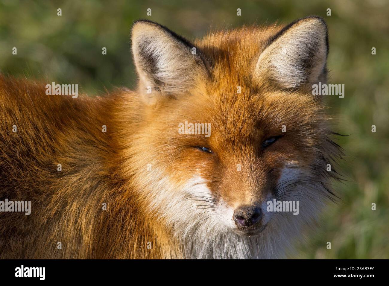 The red fox (Vulpes vulpes Stock Photo - Alamy