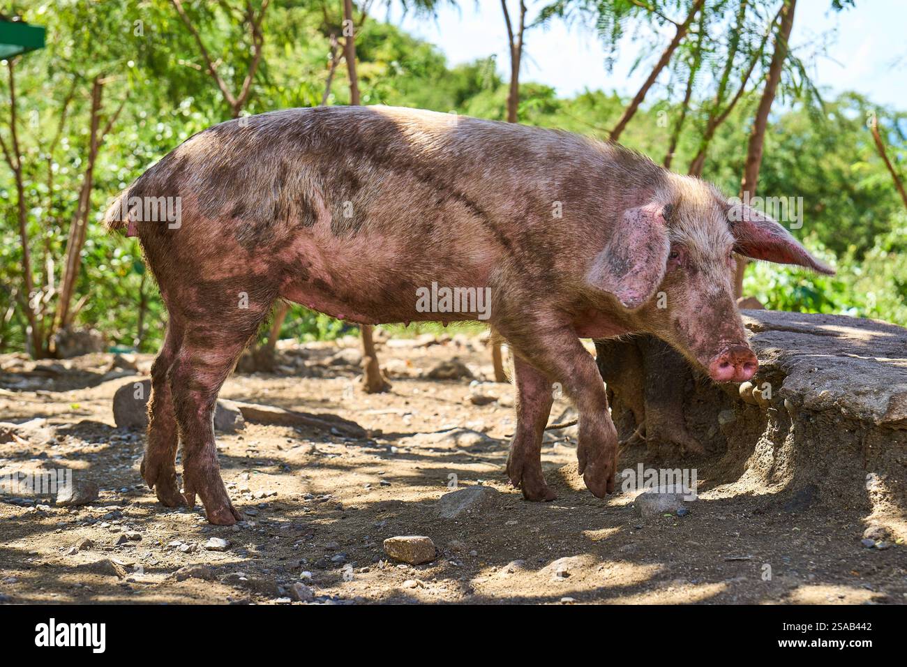 Sint Maarten, Caribbean - January 3, 2025: A pig enjoys the sun in a natural environment *** Ein Schwein genießt die Sonne in einer natürlichen Umgebung Stock Photo
