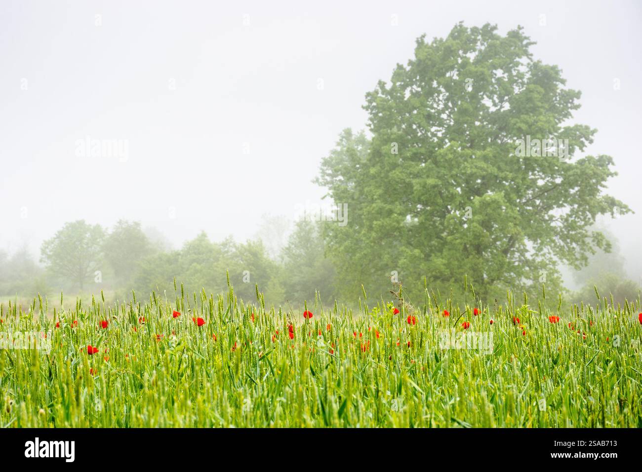 poppy flowers on the rye field in fog. calm weather. rural landscape in spring. trees in the distance. peaceful scenery in ukraine Stock Photo