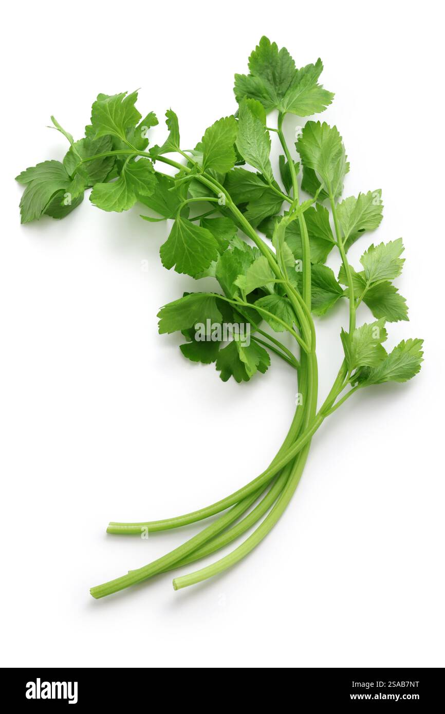 chinese celery isolated on white background Stock Photo