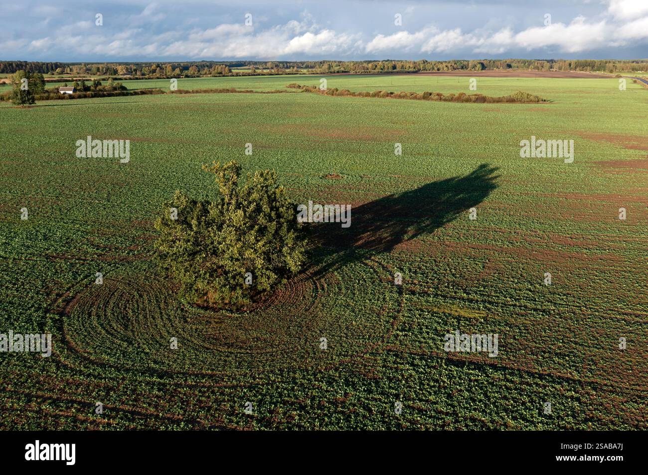 Aerial view of a solitary tree casting a long shadow over a green field ...