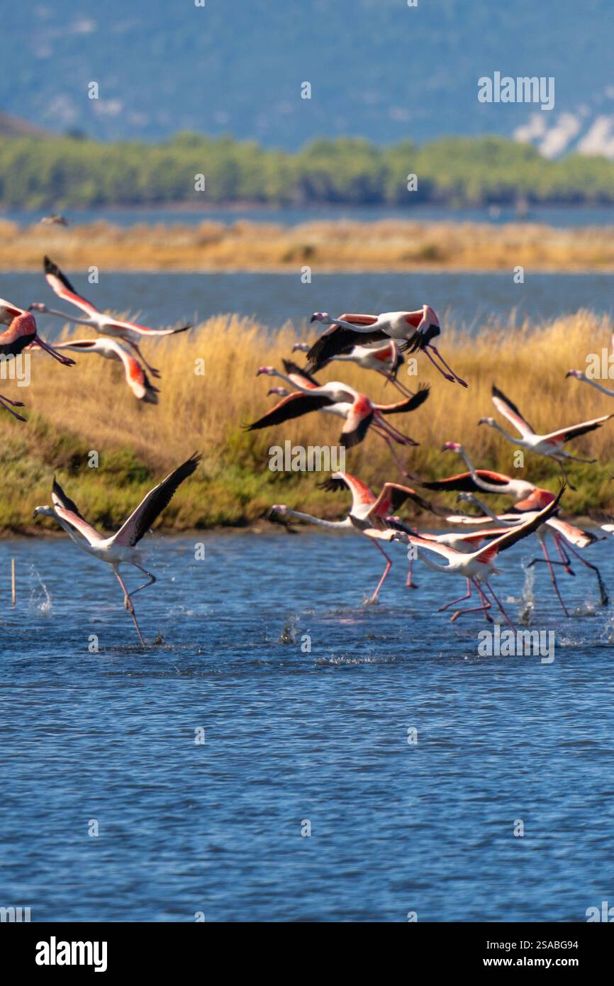 flamingo-in-albanian-lagoon-narta-vlora-stock-photo-alamy