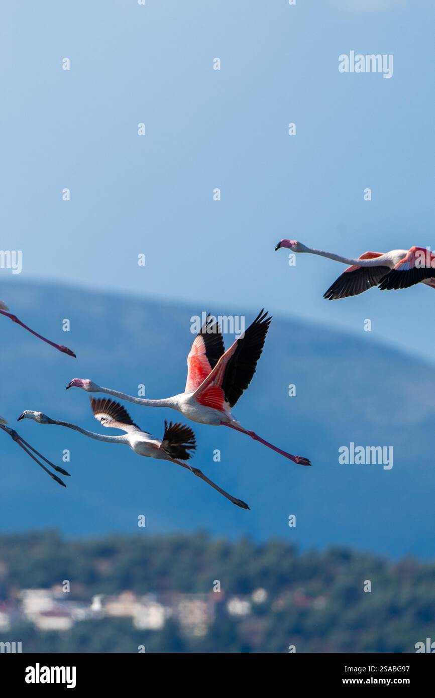 flamingo-in-albanian-lagoon-narta-vlora-stock-photo-alamy