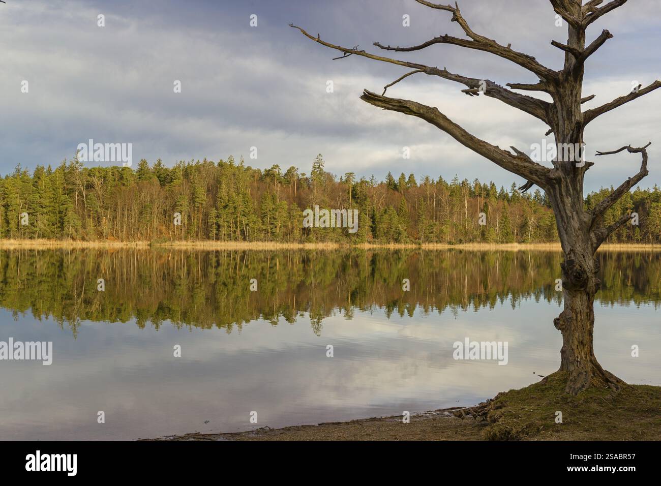 Lake Fohnsee of the Ostersee-group in early morning light Stock Photo ...