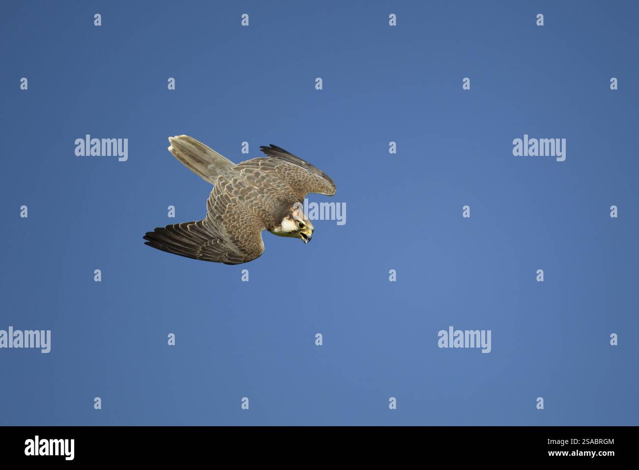 Bird of prey dive hi-res stock photography and images - Alamy, image size:1300x956