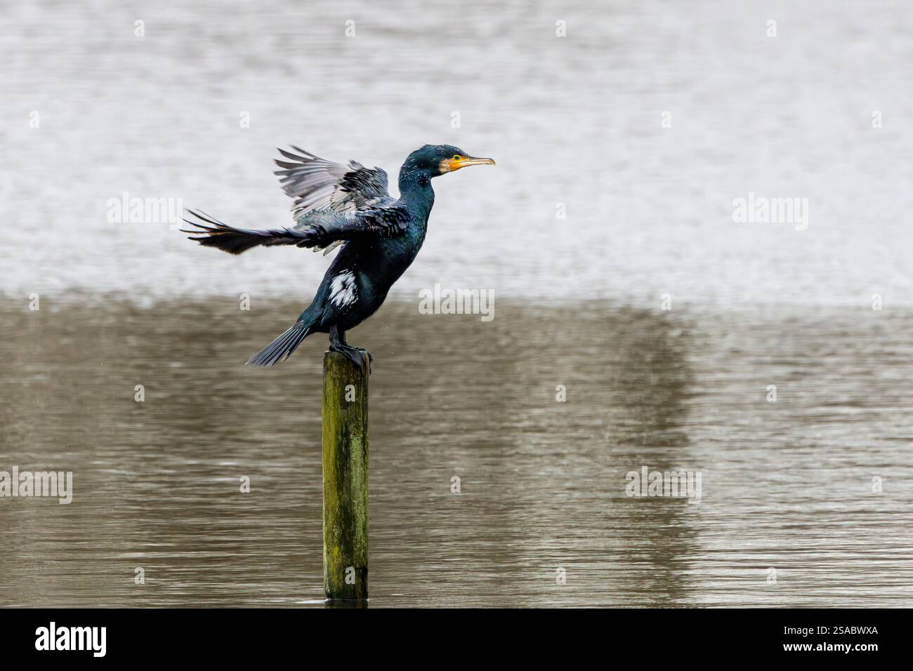 Close up of a Great Cormorant, Phalacrocorax carbo, standing on a pole in the water in a misty background with wet wings spread in an attempt to dry t Stock Photo