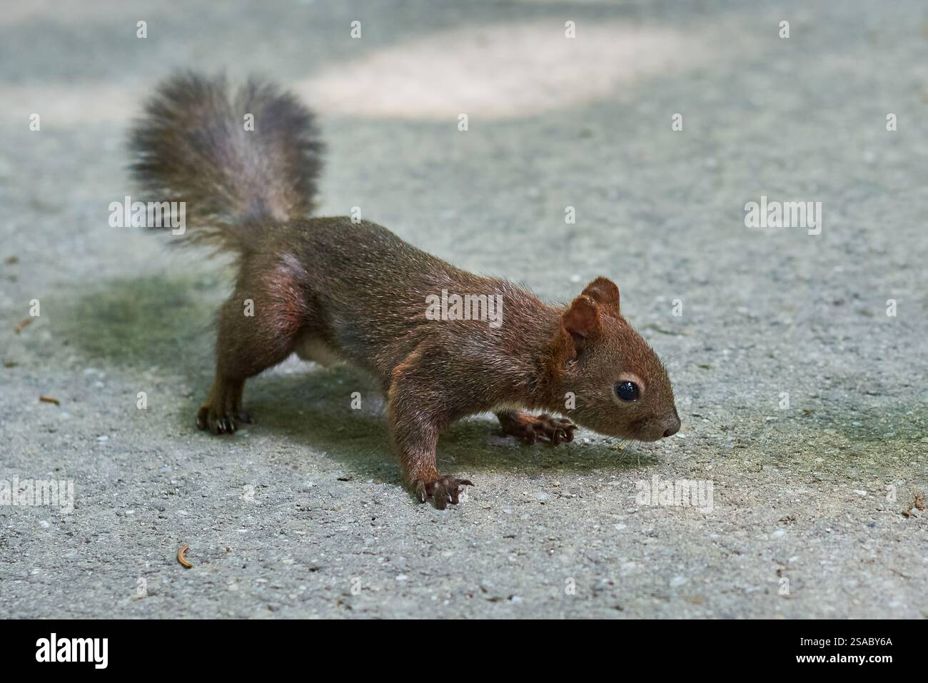 Eurasian red squirrel close-up (Sciurus vulgaris) Stock Photo