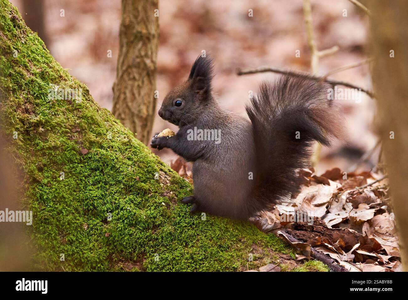 Eurasian red squirrel eating walnuts (Sciurus vulgaris) Stock Photo