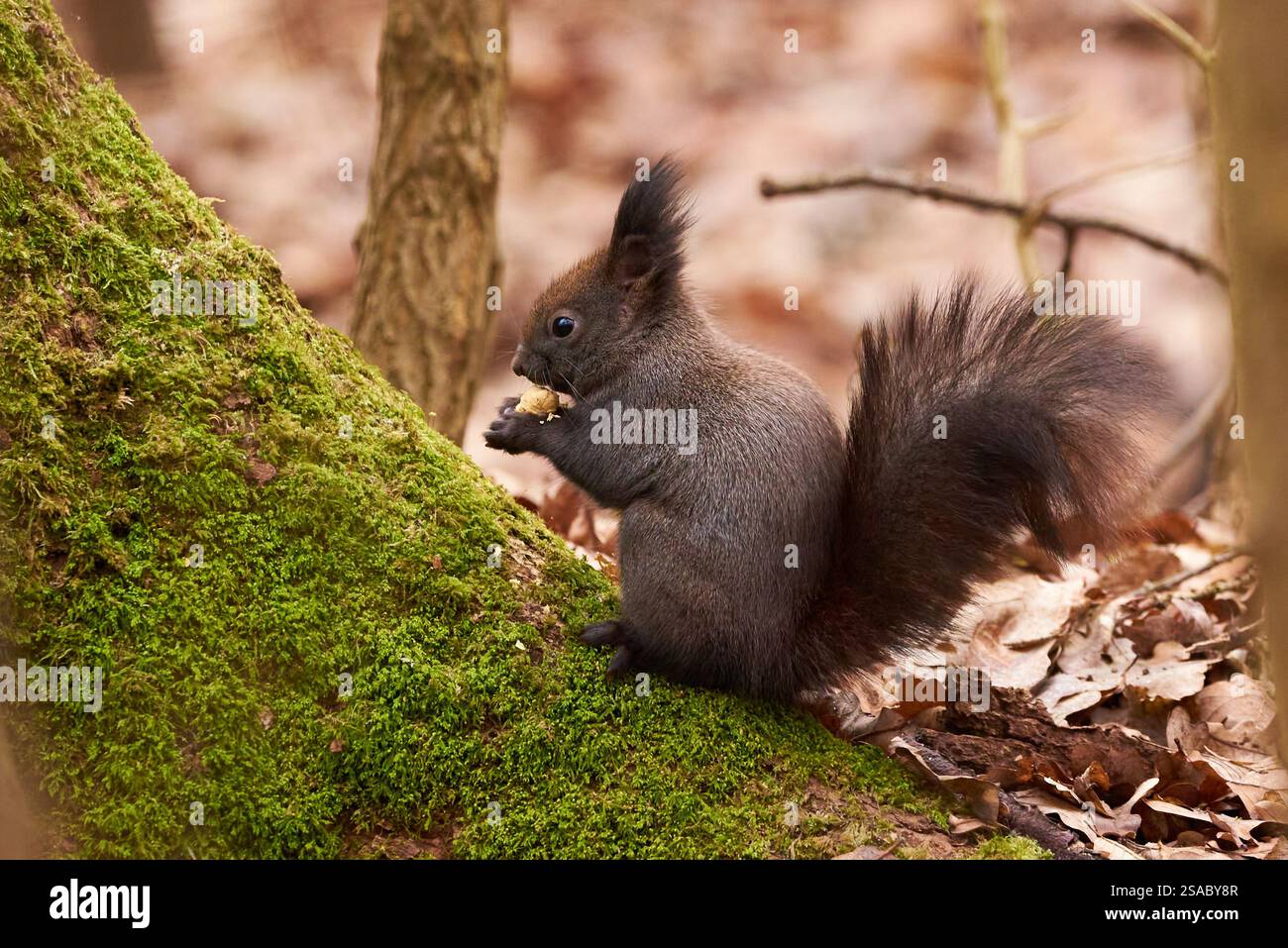 Eurasian red squirrel eating walnuts (Sciurus vulgaris) Stock Photo