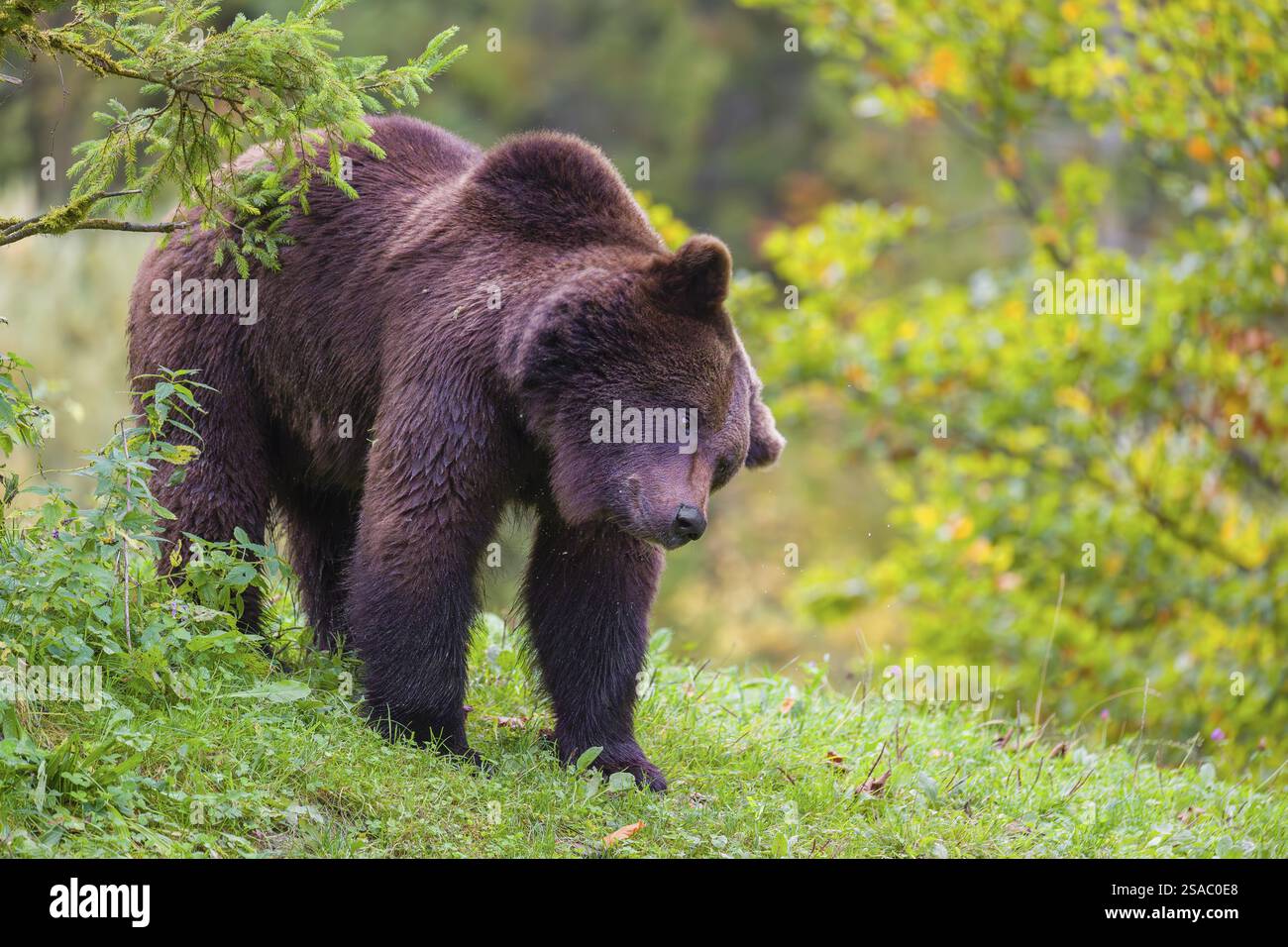 A young male Eurasian brown bear (Ursus arctos arctos) stands on a ...