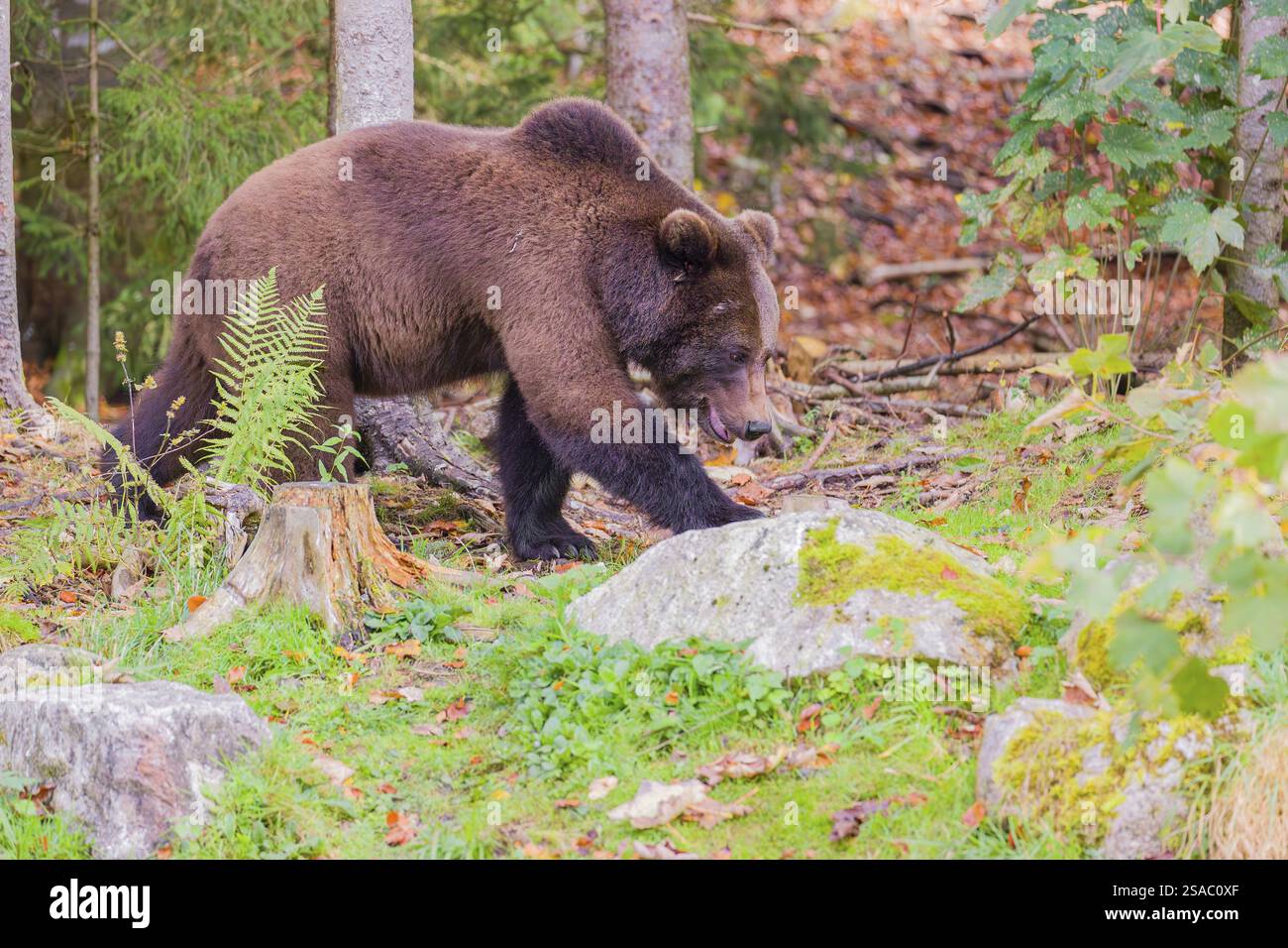 A young male Eurasian brown bear (Ursus arctos arctos) runs through a ...