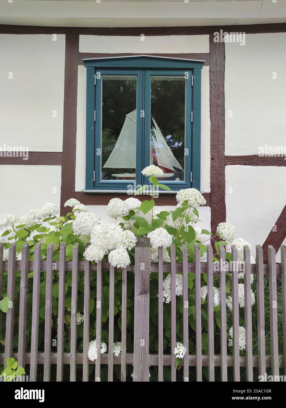 Hydrangea Windows Hydrangeas windows hi-res stock photography and images - Alamy