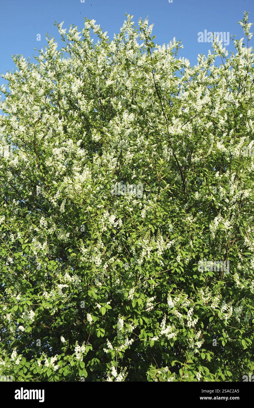 European Bird Cherry in spring Stock Photo