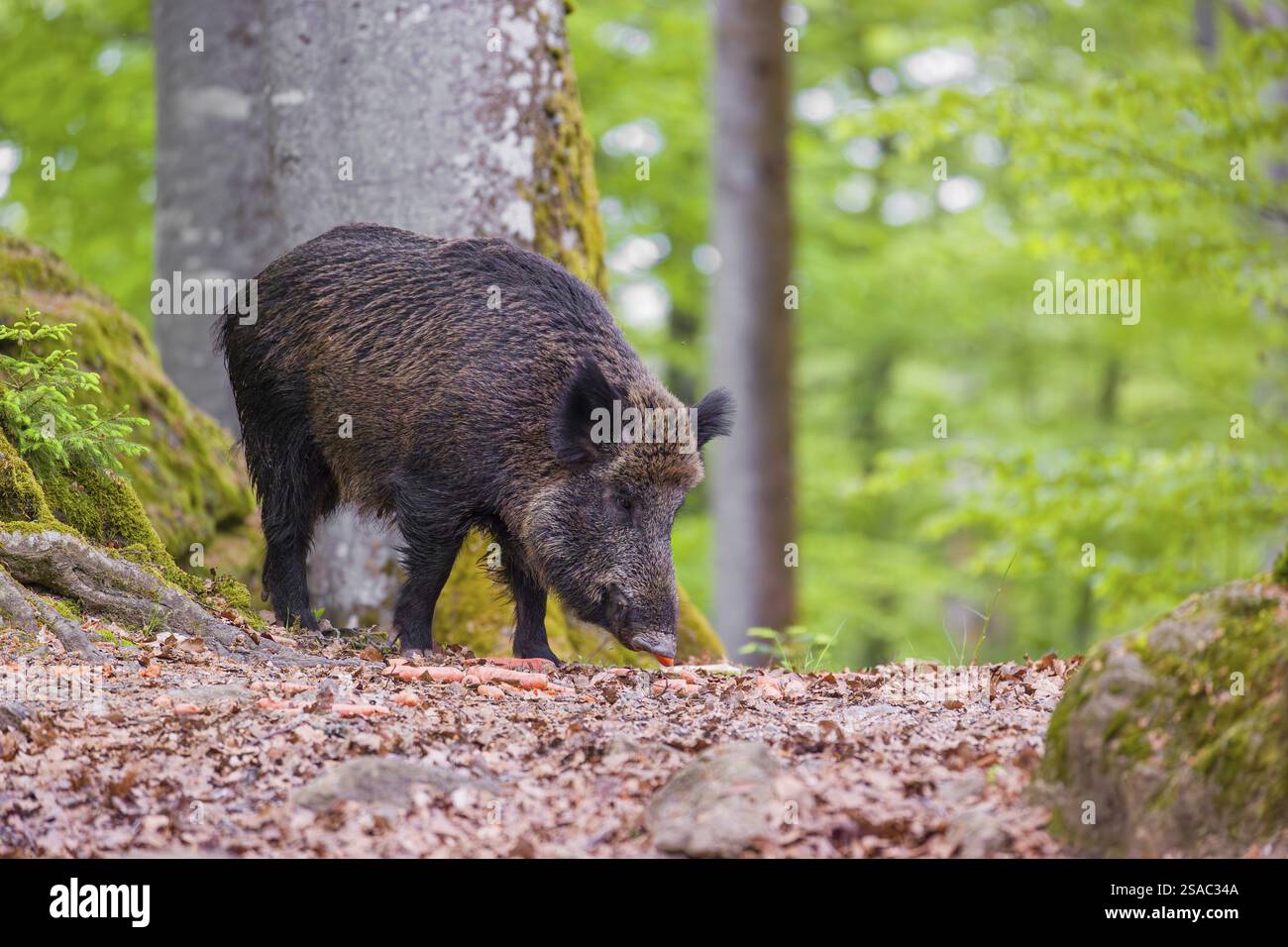 Wild boar (Sus scrofa) forages for food on the forest floor Stock Photo ...
