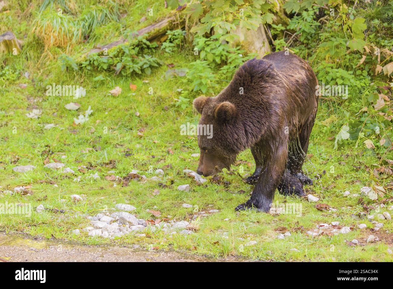 A young male Eurasian brown bear (Ursus arctos arctos) walks across a ...