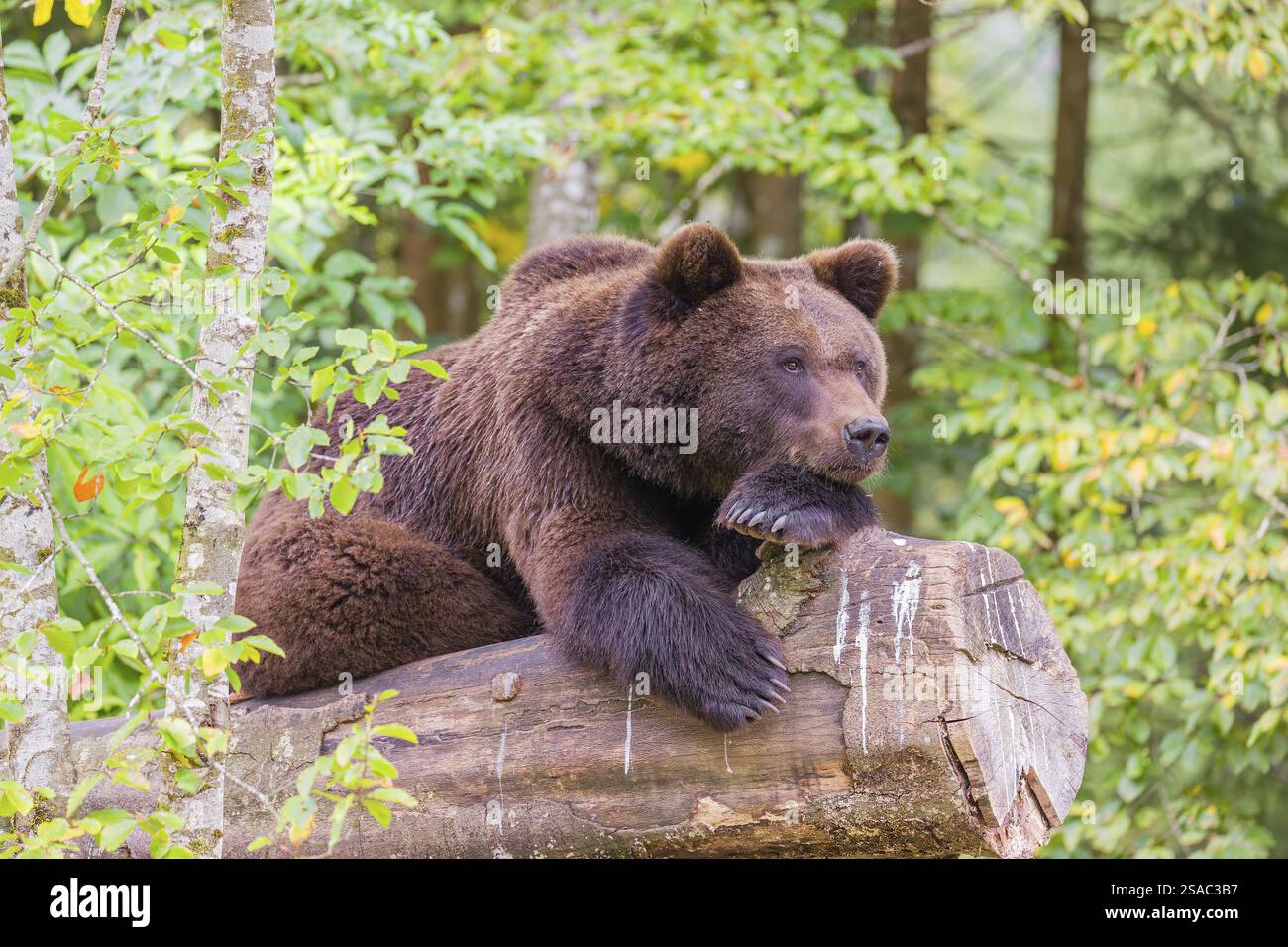 A young male Eurasian brown bear (Ursus arctos arctos) rests on a ...