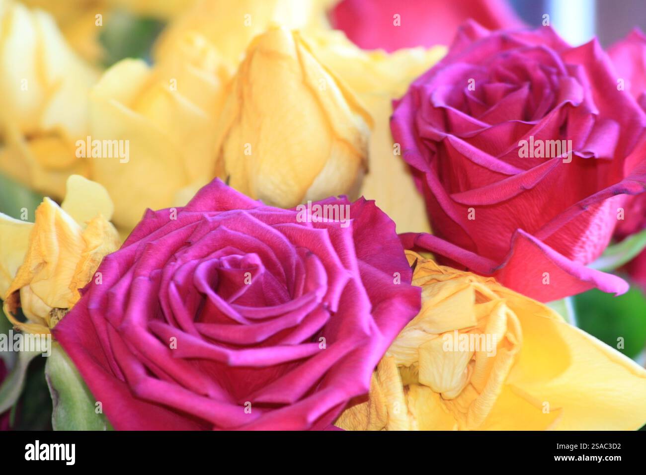 Red and Yellow Roses (Rosa) in Chard Somerset England UK Stock Photo ...