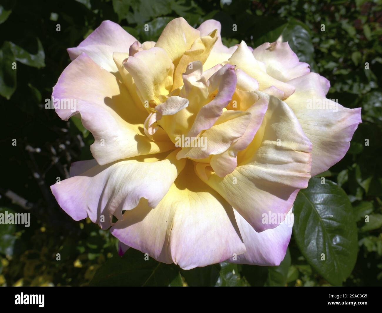 Two tone colour rose hi-res stock photography and images - Alamy