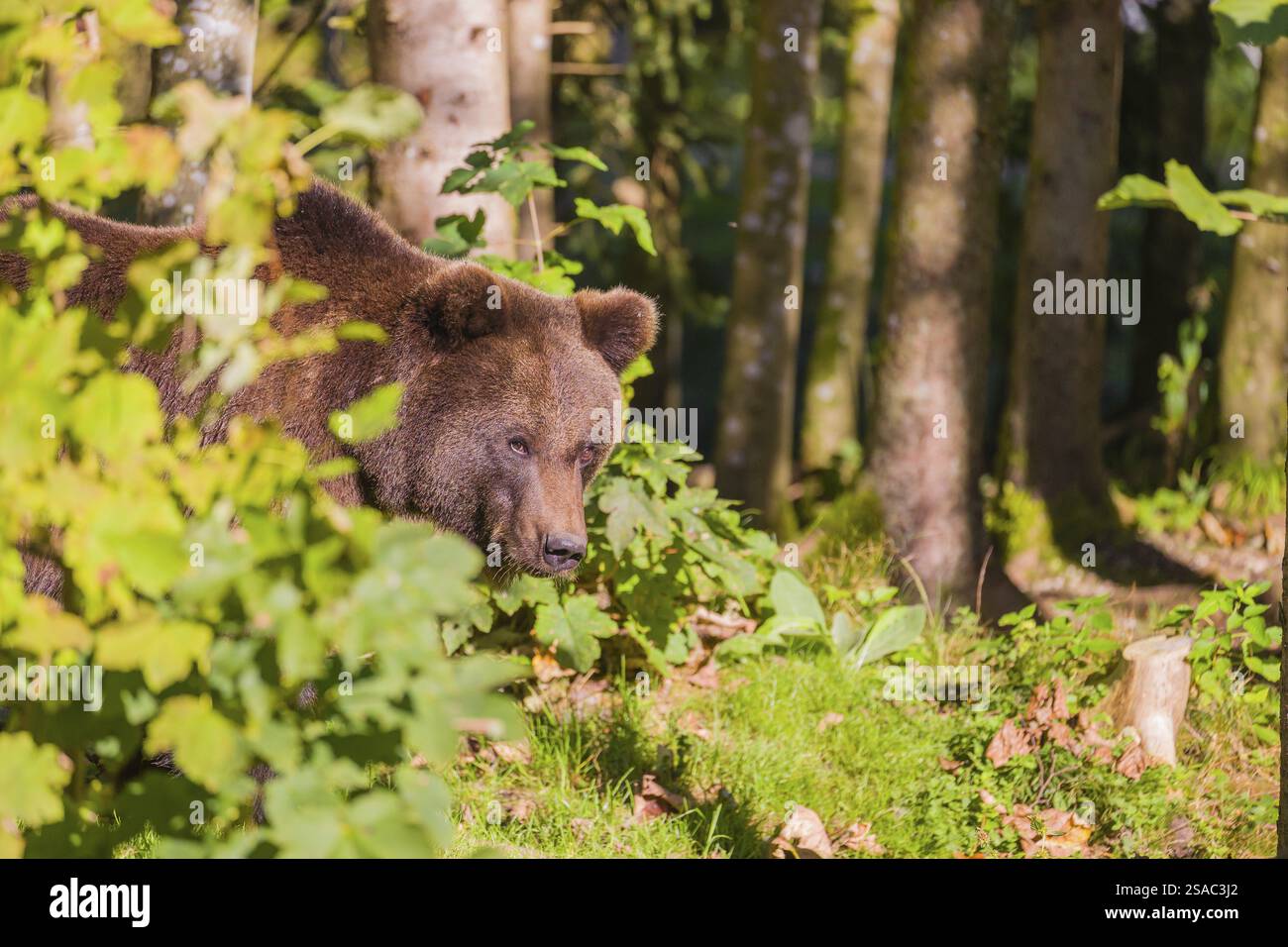 A young male brown bear (Ursus arctos arctos) stands in a forest ...